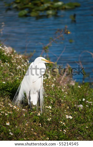 Great egret f(Adrea alba) at the lakeside