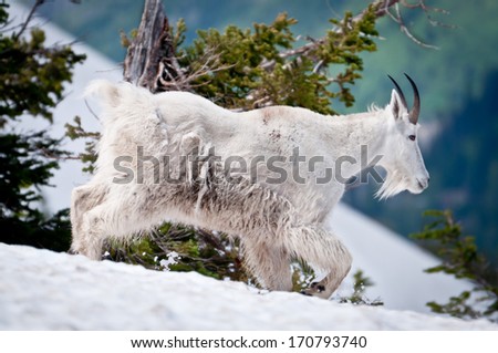 Mountain goat threads his way through the snow in Glacier National Park