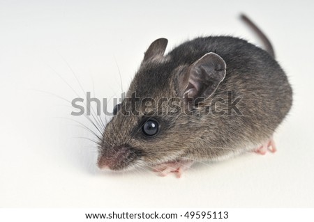 mouse at a 45 degree angle