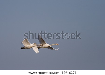 flying swans