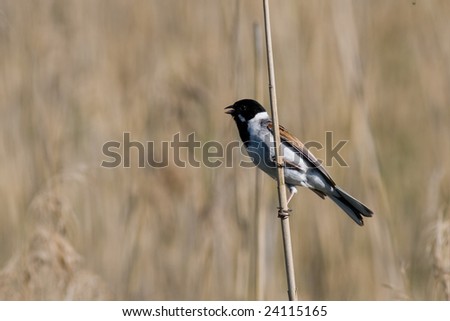 Reed Bunting Bird Pictures