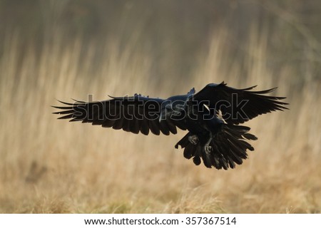 Birds - Flying Raven (Corvus corax)
