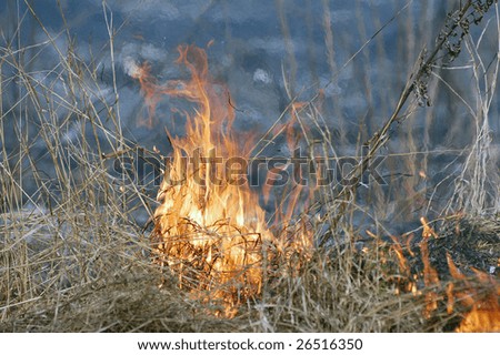 Burning Earth.Fire in the bush. Near Kiev,Ukraine