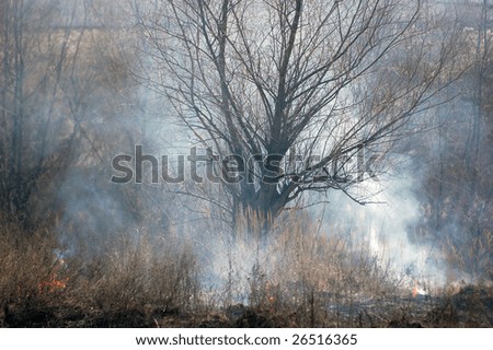 Burning Earth.Fire in the bush. Near Kiev,Ukraine