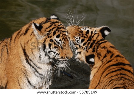 tigers play  in the water