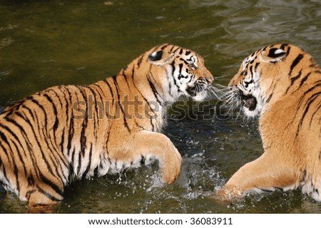 tigers play in the water