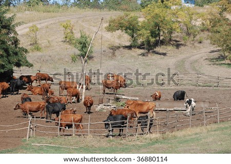 Herd Of Cows. stock photo : Herd of cows in