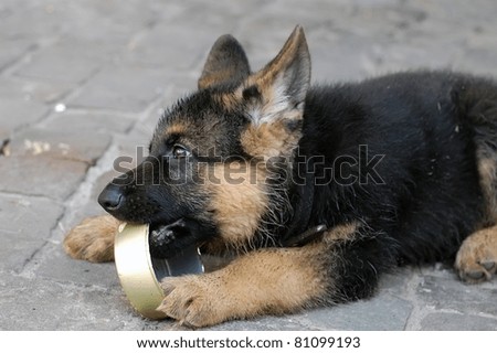 German Shepherd dog puppy play with empty food can . Near Kiev,Ukraine