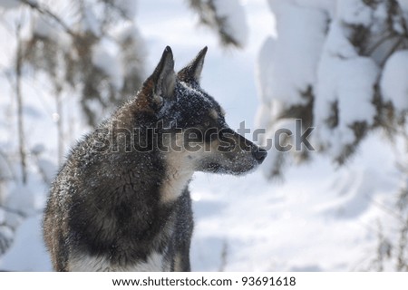Metis Dog in the winter forest.Near Kiev,Ukraine