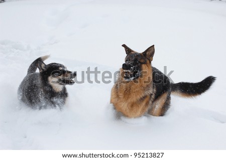 Domestic Dogs play in the winter forest.Near Kiev,Ukraine