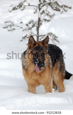 German Shepard Dog in the winter forest.Near Kiev,Ukraine