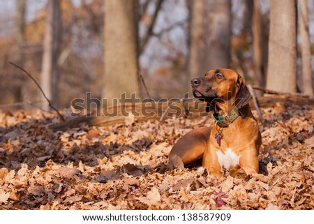 A pure-bred rhodesian ridgeback laying down in the park within fallen leaves during the month of November.