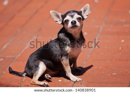 A pure-bred female senior chihuahua dog sitting on a red brick ground and looking straight into the lens.