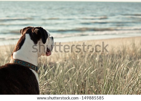 Dog watching the dunes