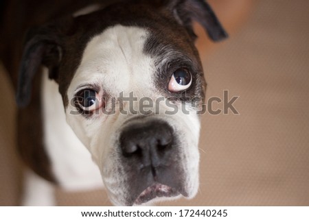 A close-up of a Reverse Brindle Boxer Dog looking right at you.