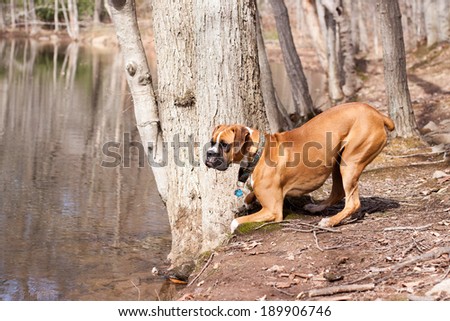 Boxer Puppy getting ready to jump in the lake