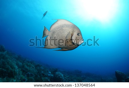 Grey angel fish swimming in the blue above the coral reef - Riviera Maya, Mexico