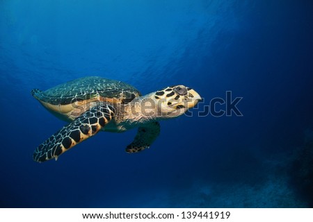 Hawksbill sea turtle swimming in the blue above the reef - Riviera Maya, Mexico