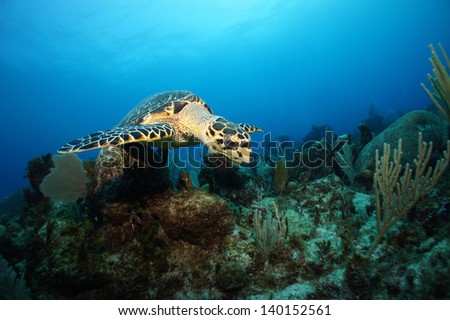 Hawksbill sea turtle swimming above the coral reef  - Riviera Maya, Mexico