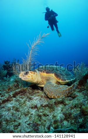 Old loggerhead turtle resting/lying down on the coral reef with diver silhouette behind - Akumal, Riviera Maya - Mexico