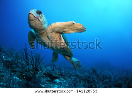 Old loggerhead turtle swimming over the coral reef - Akumal, Riviera Maya - Mexico