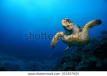 Scuba diving in the Caribbean, Hawksbill turtle, Eretmochelys imbricata, swimming over the coral reef, Riviera Maya, Mexico