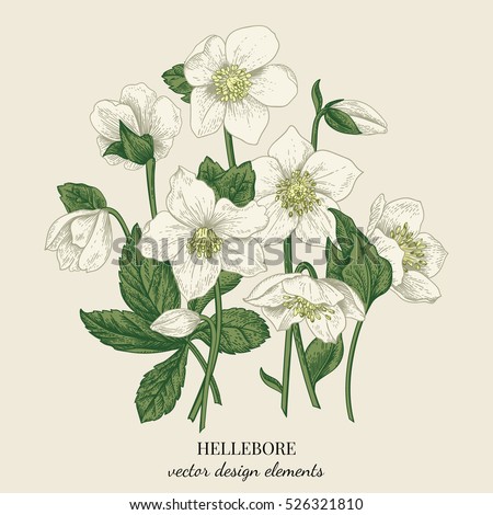 Bouquet of hellebore flowers. Vector floral design elements. Botanical illustration. Vintage style.