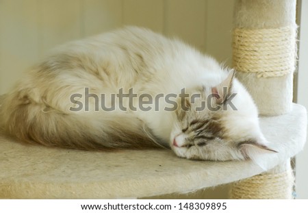 white cat sleeping on a cat toys.
