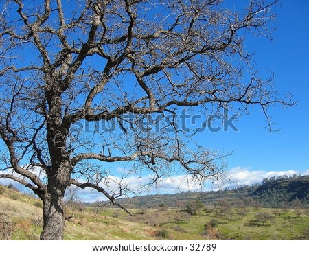 Tree in Upper Bidwell Park, Chico, 