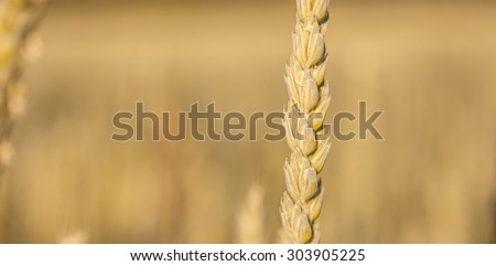 cereal  isolated in the cornfield