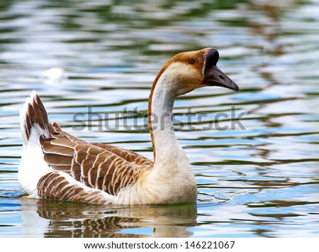 Swan Goose, AVES class, species Ancer cygnoides ALIACE Guinea goose or goose, duck on water, wild goose on water, bird swimming