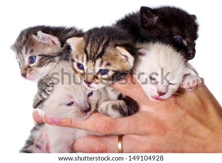 Group of little kittens in men\'s hands, five cat in hands on white