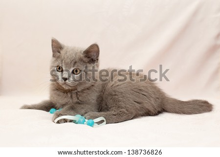 grey kitten playing with blue bead on pink background