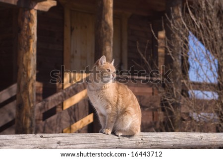 Tabby cat sitting on a porch of a country house