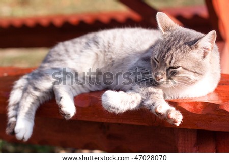 white tabby cat lying down on bench