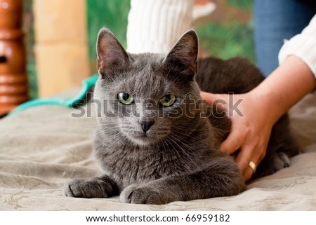 A gray cat and a women hand