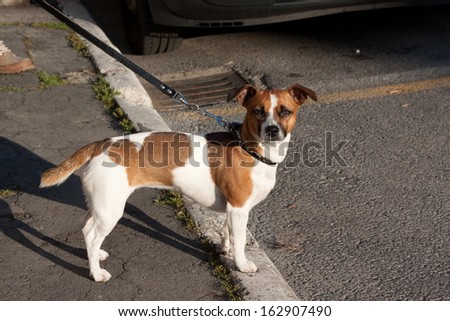A brown and white dog standing near a person