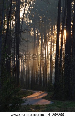 Sun glistening over a path lined with large pine trees in South Carolina