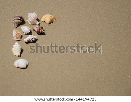 Beautiful seashells on on beach\'s sand in sunny day