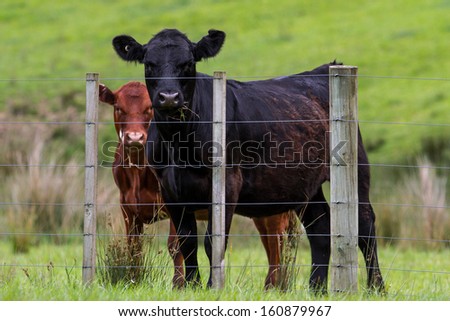 New Zealand cattle, cows on the farm