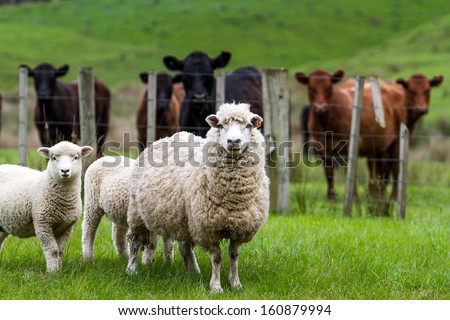 New Zealand Live Stock, Sheep And Cattle On A Farm