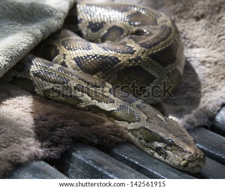Friendly python at an animal sanctuary,Guadalest,Alicante province,Spain