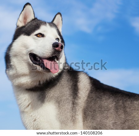 siberian husky showing tongue under a blue sky