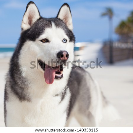 tired husky showing its tongue near the beach