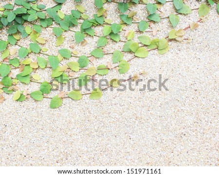 green leafs plant with on concrete wall background
