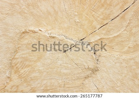 Cut of old trunk is photographed closely. The core of tree consist of growth rings and deep cracks