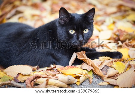 Black cat in autumn leaves close up photo. Animal portrait