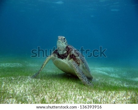 Giant Turtle on the sea floor in Mexico