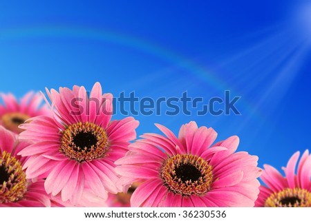 Flowers in the sun
