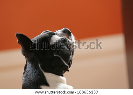 A closeup of a Boston Terrier looking up